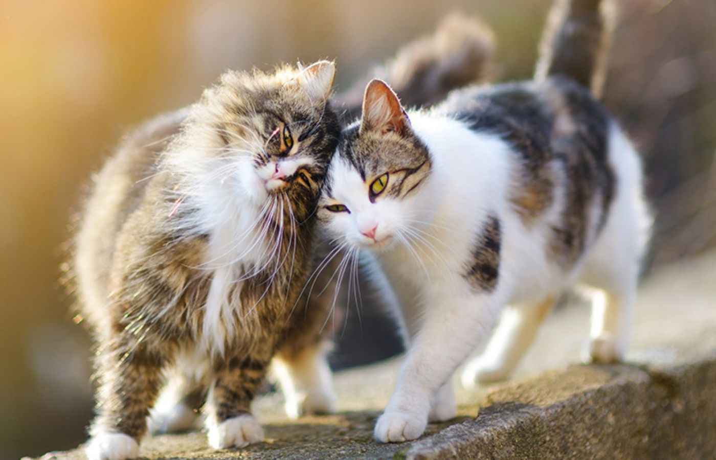Cat Lover